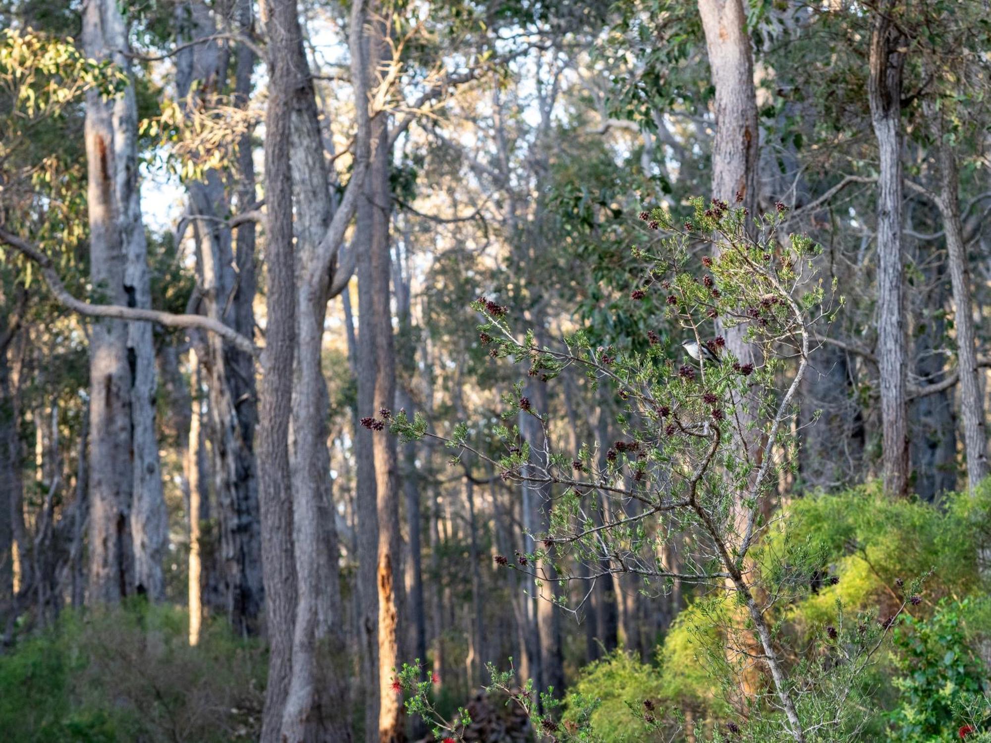 Jarrah Grove Forest Retreat - Adults Only Luxury Chalet Rosa Glen Exterior photo